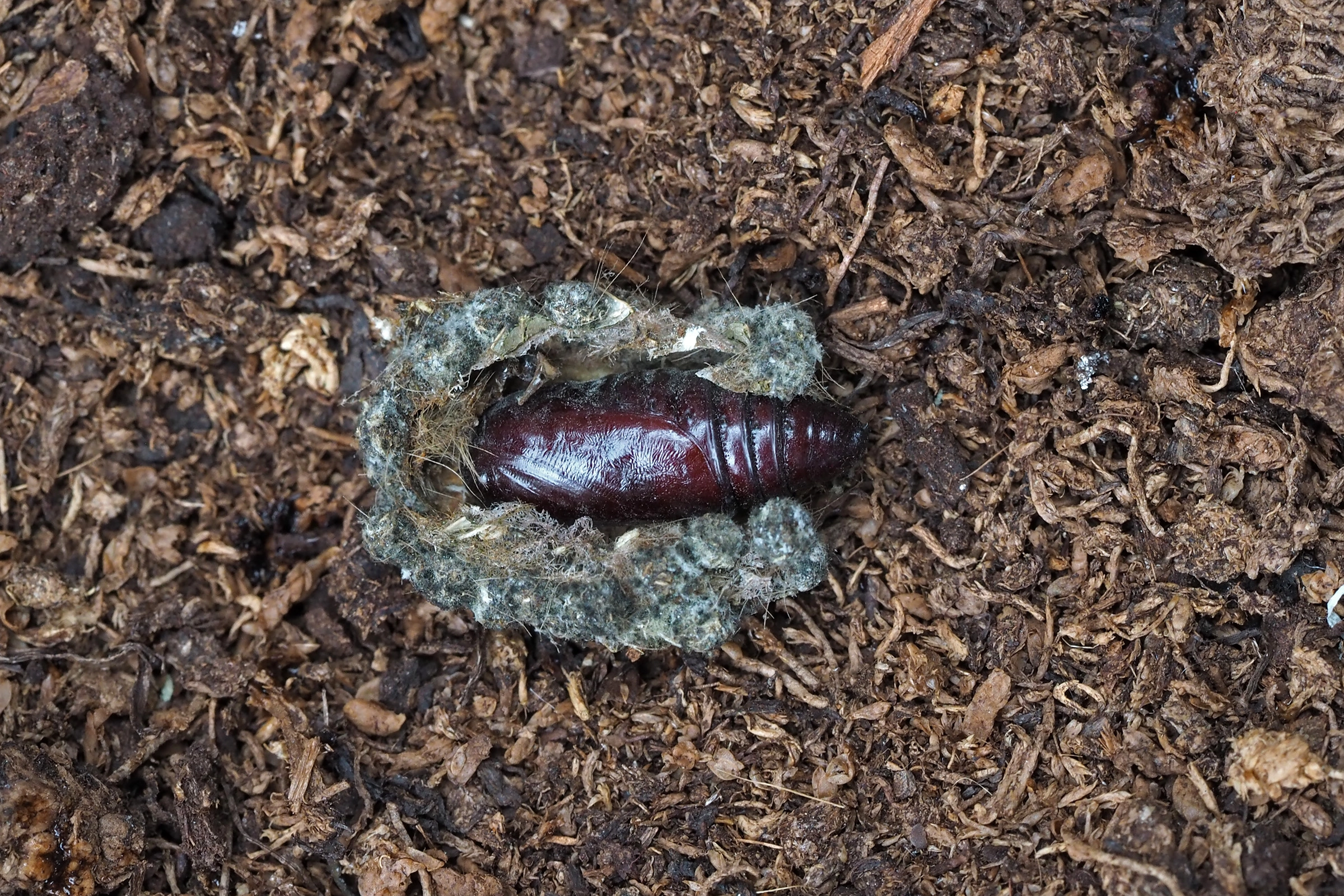 Gevlekte groenuil, Ton Hagen, 9 9 2017.jpg